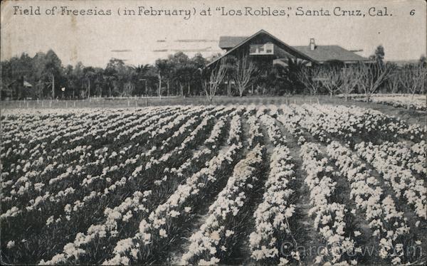 Field of Freesias (in February) at Los Robles Santa Cruz California