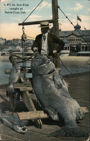 A 400 lb. Jew Fish caught at Santa Cruz, Cal. California