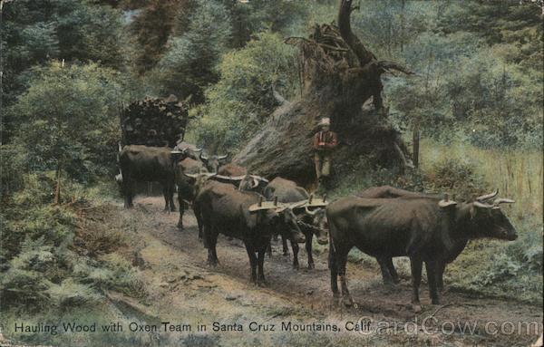 Hauling Wood with Oxen Team in Santa Cruz Mountains California