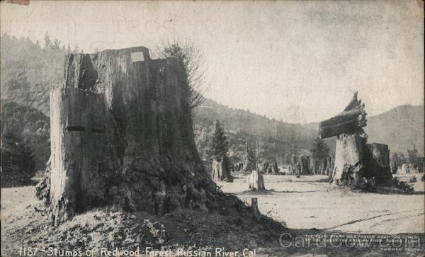 The Stumps of Redwood Forest - Russian River Monte Rio California