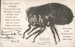 Photograph of the California Flea "Sative Son" Postcard