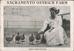 Sacramento Ostrich Farm Postcard