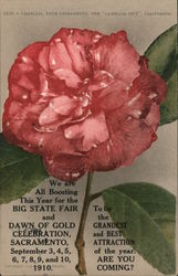 Camellia, From Sacramento, The "Camellia City" Postcard