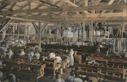 Working at the Cannery Postcard
