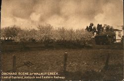Orchard Scene, Line of the Oakland, Antioch and Eastern Railway Postcard