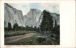 Half Dome - Buffalo Postcard