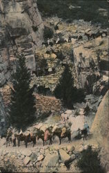 Zigzags of the Yosemite Trail - Burro Ride Postcard