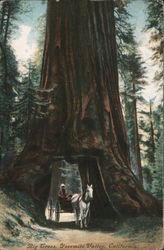 Big Trees, Yosemite Valley Postcard
