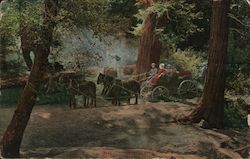 Riding Carriage Through Redwoods Postcard