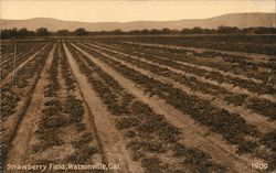 Strawberry Field Watsonville, CA Postcard Postcard Postcard