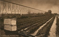 A Watsonville strawberry field. Postcard