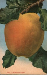 Belleflower Apple - Apple Festival Postcard