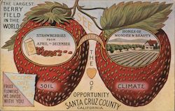 Santa Cruz Strawberries Postcard