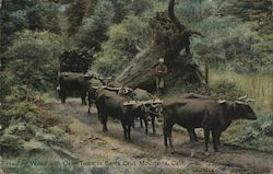 Hauling Wood with Oxen Team in Santa Cruz Mountains Postcard