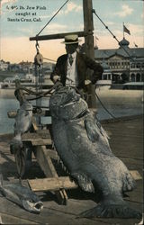 A 400 lb. Jew Fish caught at Santa Cruz, Cal. Postcard