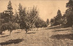 A Newtown Pippin Apple Orchard Postcard