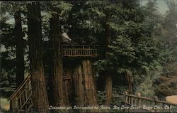 Lonesome Yet Surrounded by Giants, Big Tree Grove Santa Cruz, CA Postcard Postcard Postcard