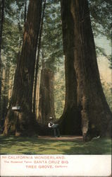 California Wonderland - The Redwood Twins Postcard