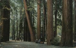 World Famed Bohemian Stand of Big Trees Postcard