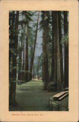 Bohemian Grove Russian River, CA Postcard Postcard Postcard