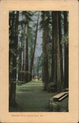 Bohemian Grove Postcard