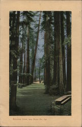 Bohemian Grove Monte Rio, CA Postcard Postcard Postcard