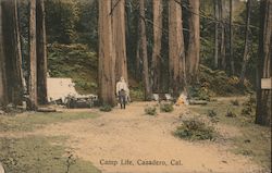 Camp Life Postcard