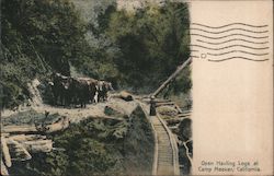 Oxen Hauling Logs Postcard