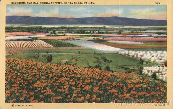 Blossoms and California Poppies, Santa Clara Valley San Jose