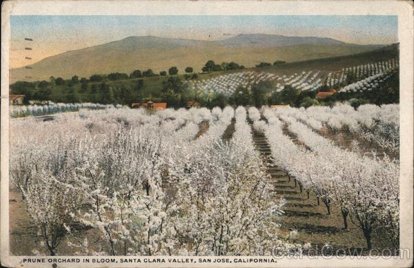Prune Orchard in Bloom, Santa Clara Valley San Jose California