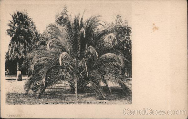 Palm Tree at the old Evans Residence San Jose California