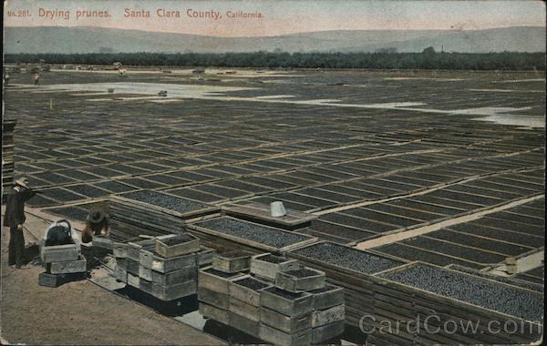 Drying prunes. Santa Clara County, California San Jose