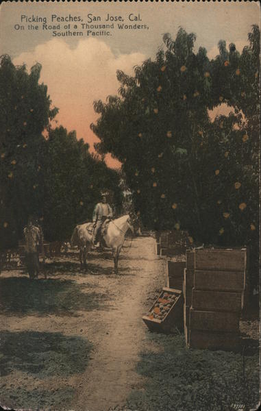 Picking peaches, San Jose, Cal. On the Road of a Thousand Wonders, Southern Pacific California