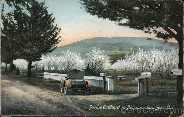 Prune Orchard in Blossom San Jose California