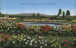 Municipal Rose Garden Postcard