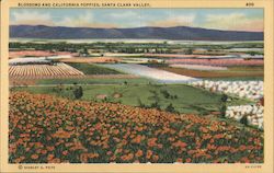 Blossoms and California Poppies, Santa Clara Valley Postcard