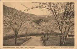 Blossoming Prunes San Jose, CA Postcard Postcard Postcard