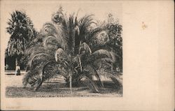 Palm Tree at the old Evans Residence Postcard