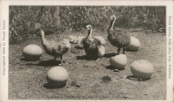 San Jose Ostrich Farm Postcard