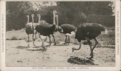San Jose Ostrich Farm, San Jose, California Postcard