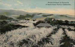 Prune Orchard in Foothills Postcard