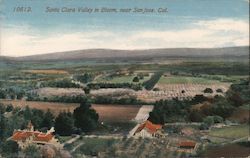 Santa Clara Valley in bloom, near San Jose, Cal. Postcard
