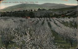Orchard and foothills, Santa Clara Valley, Cal. Postcard