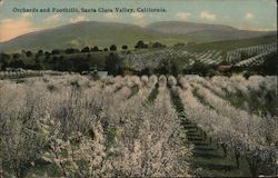 Orchards and Foothills San Jose, CA Postcard Postcard Postcard