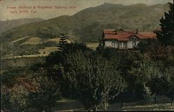 Prune Orchard & mountain scenery near San Jose, Cal. Postcard