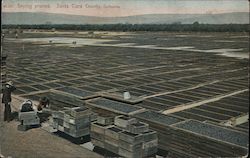Drying prunes. Santa Clara County, California Postcard