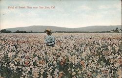 Field of Sweet Peas near San Jose, Cal. Postcard