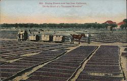 Drying prunes near San Jose, California. "On the Road of a Thousand Wonders." Postcard