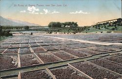 Acres of drying prunes, near San Jose, Cal. Postcard