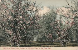 View in a great prune orchard of 300,000 trees in San Jose, Cal. Postcard